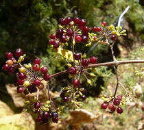 Image of American ginseng