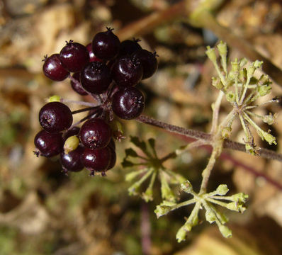 Imagem de Panax quinquefolius L.