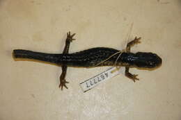 Image of Woodland salamander