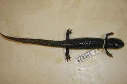 Plethodon Tschudi 1838 resmi