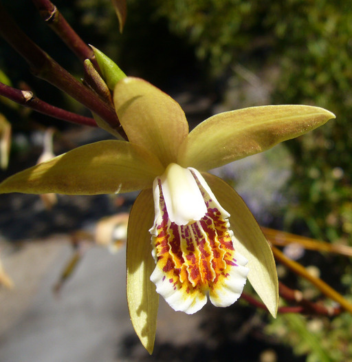 Image of Bletilla ochracea Schltr.