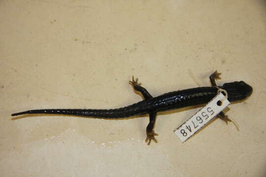 Sivun Plethodon Tschudi 1838 kuva