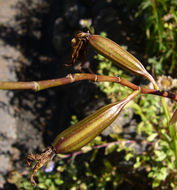 Image of Bletilla ochracea Schltr.