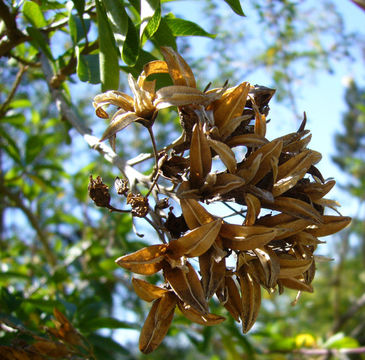 Image of Cantua pyrifolia Juss.