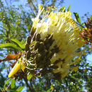 Image of Cantua pyrifolia Juss.