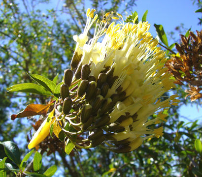 Image of Cantua pyrifolia Juss.