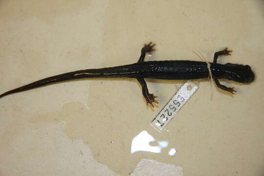 Plethodon Tschudi 1838的圖片