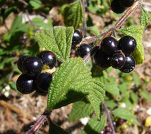 Image of Lantana hirta Graham