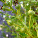 Image of spoonleaf yellow loosestrife