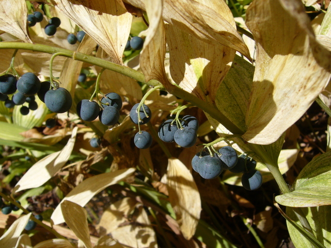 Слика од Polygonatum multiflorum (L.) All.