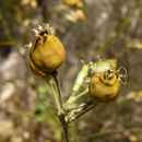 Imagem de Silene gigantea L.