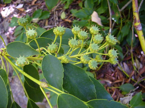 Image of wheel tree