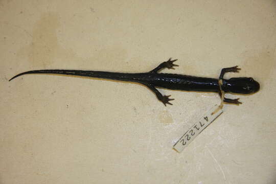 Plethodon Tschudi 1838的圖片