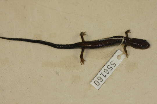 Plethodon Tschudi 1838 resmi