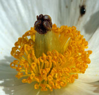 Image of flatbud pricklypoppy