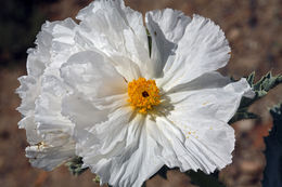 Image of flatbud pricklypoppy