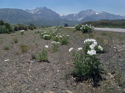 Image of flatbud pricklypoppy