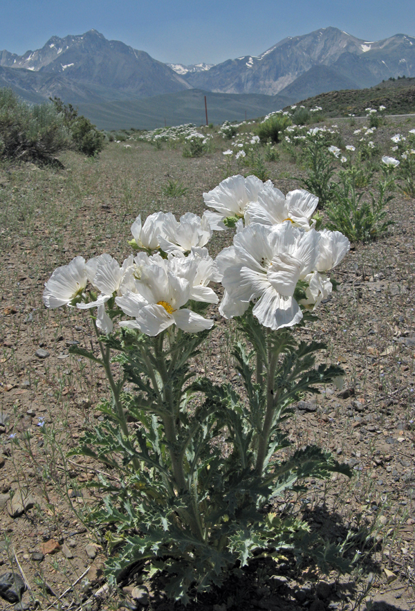 Image of flatbud pricklypoppy