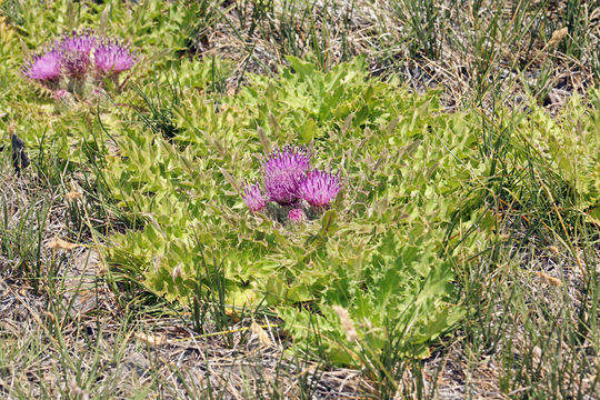 Image of meadow thistle