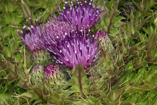 Image of meadow thistle