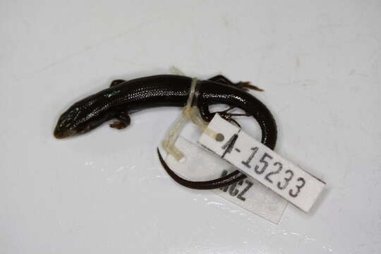 Image of skink