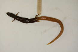 Image of skink