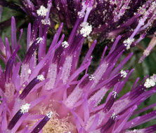 Cirsium scariosum Nutt.的圖片