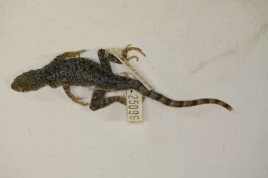 Image of Duges' Spiny Lizard