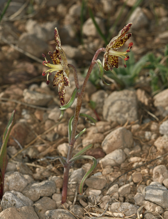 Image of Davidson's fritillary