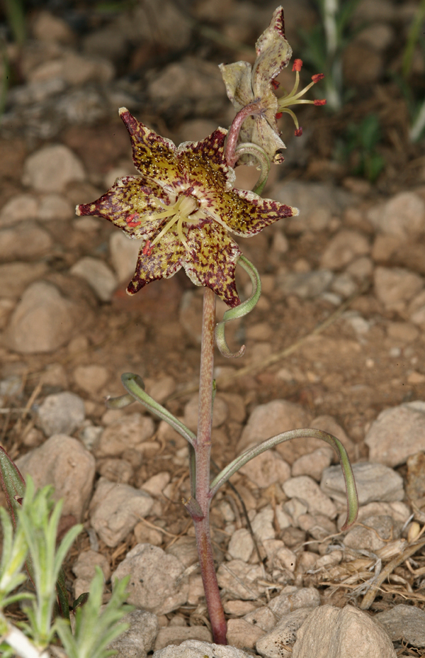 Image of Davidson's fritillary