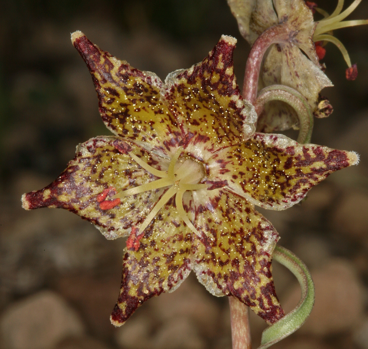 Image of Davidson's fritillary