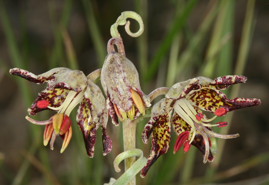 Image of Davidson's fritillary