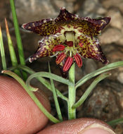 Image of Davidson's fritillary