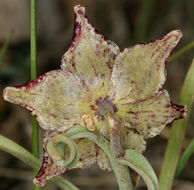 Image of Davidson's fritillary