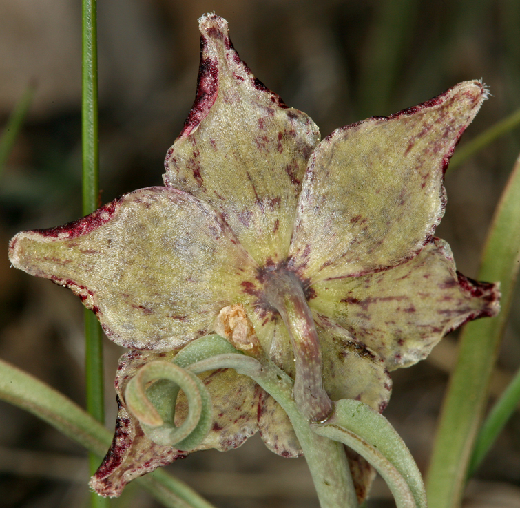 Image of Davidson's fritillary