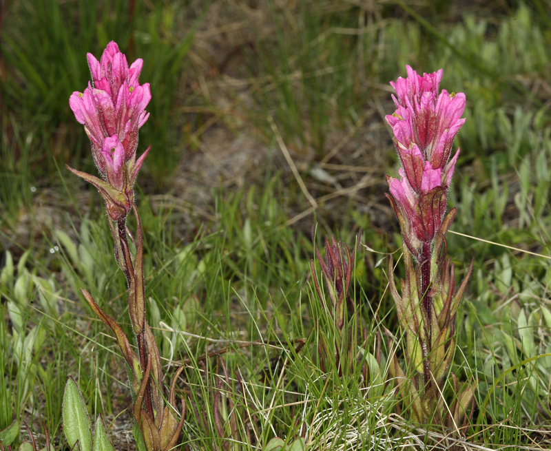 Image of Lemmon's Indian paintbrush