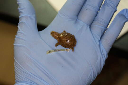 Image of mud turtle