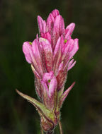 Image of Lemmon's Indian paintbrush