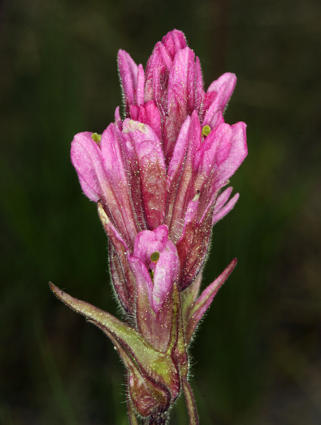 Image of Lemmon's Indian paintbrush