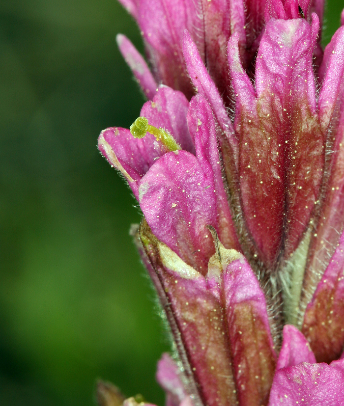 Image of Lemmon's Indian paintbrush