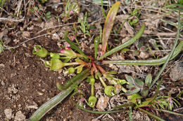 Image de Lewisia pygmaea (Gray) B. L. Rob.