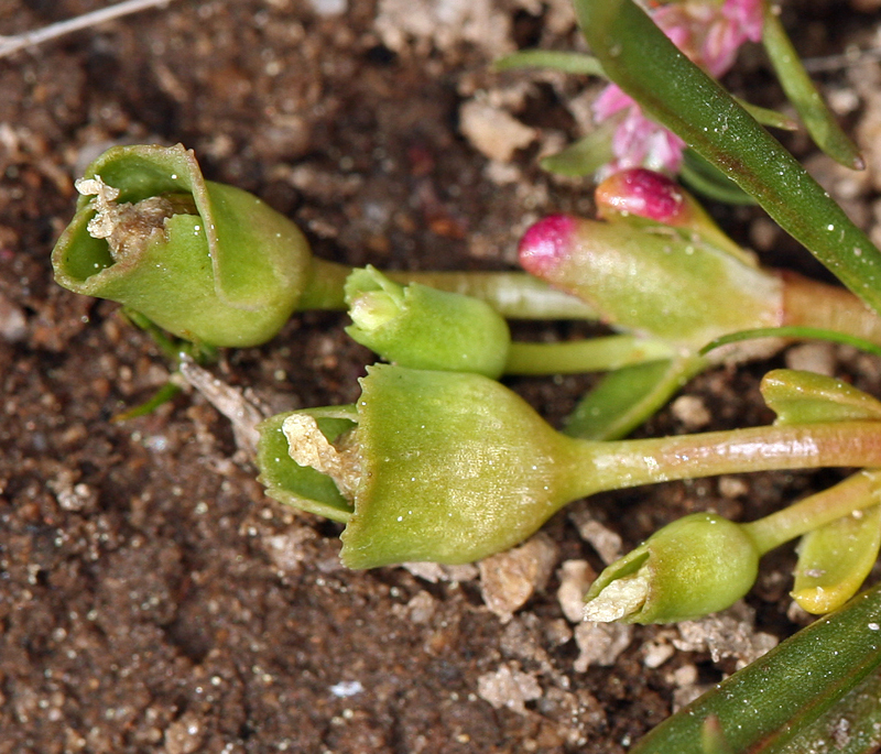 Image de Lewisia pygmaea (Gray) B. L. Rob.