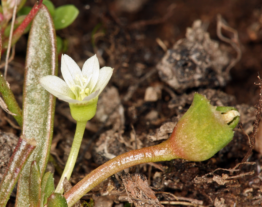 Image de Lewisia pygmaea (Gray) B. L. Rob.