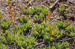 Image of common sheep sorrel