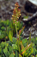 Rumex angiocarpus Murb.的圖片