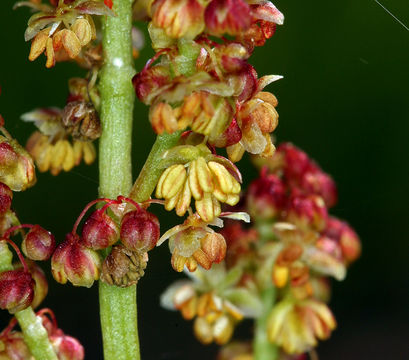 Rumex angiocarpus Murb.的圖片