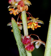 Image of common sheep sorrel