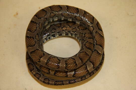 Image of Rat snakes