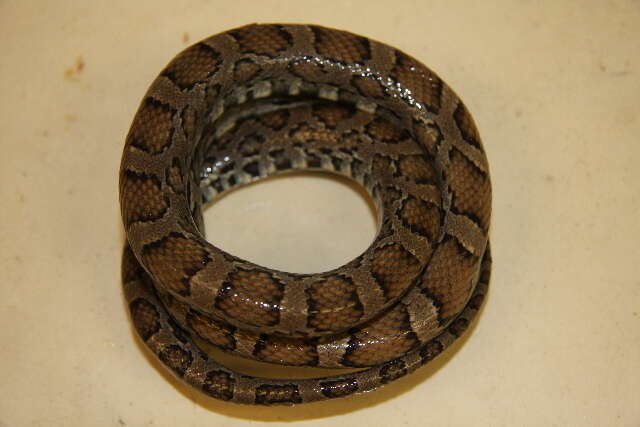 Image of Rat snakes