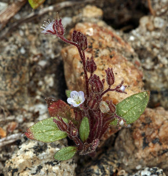 Image of Eisen's phacelia